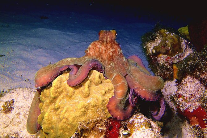 Scuba Diving Adventure WITHOUT CERTIFICATION! Try it today! - What the $160 price includes