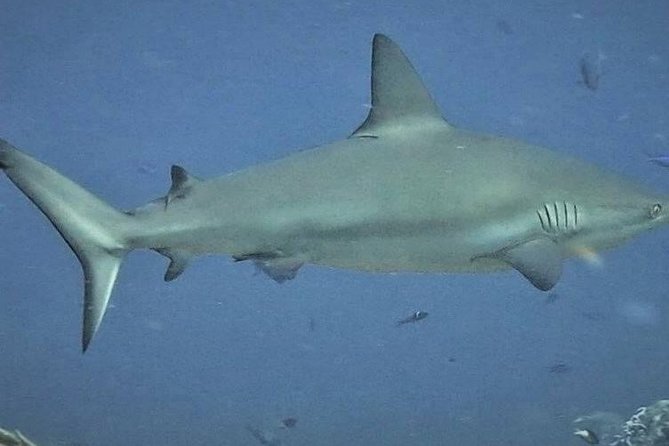 Scuba Diving Adventure WITHOUT CERTIFICATION! Try it today! - Timing, transport, and the shape of the day