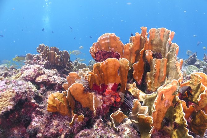 Scuba Diving Adventure WITHOUT CERTIFICATION! Try it today! - Shallow-water practice makes the ocean less intimidating