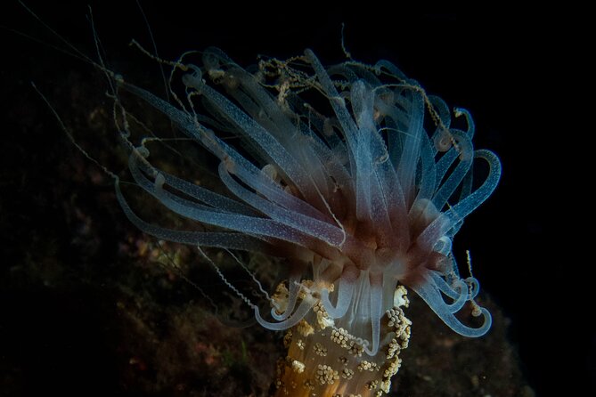 Scuba Diving Albufeira-Double Dive Trip - Second Site: A Fresh Briefing and a New Chance