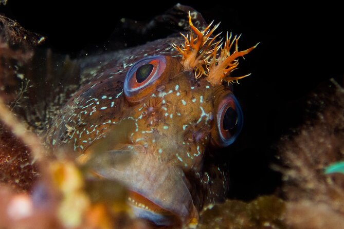 Scuba Diving Albufeira-Double Dive Trip - Equipment Costs and What You Actually Get