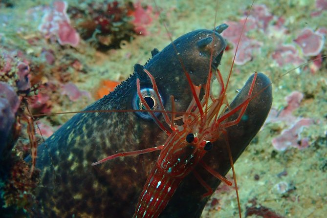 Scuba Diving Albufeira-Double Dive Trip - Hot Showers and a Proper Logbook Finish