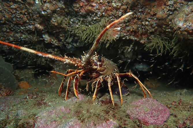 Scuba Diving Albufeira-Double Dive Trip - Who Will Get the Most From This Trip