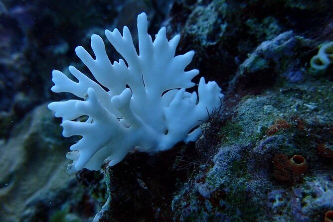 Scuba Diving and shopping on the Hipstrip. - What happens before you enter the water