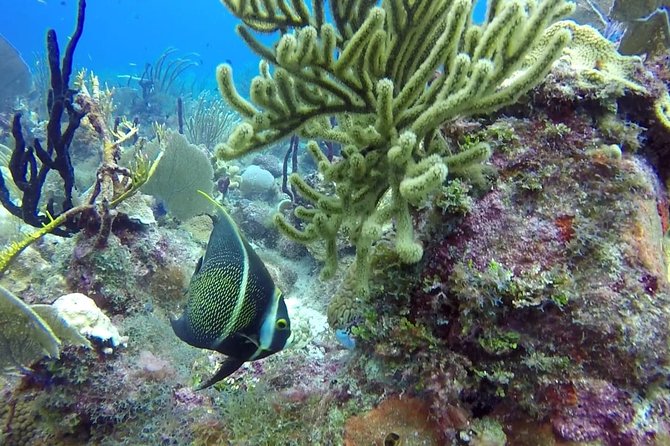 Scuba Diving at Catalina Island - 2 tank - for Certified Divers - Two Catalina sites, two different underwater moods