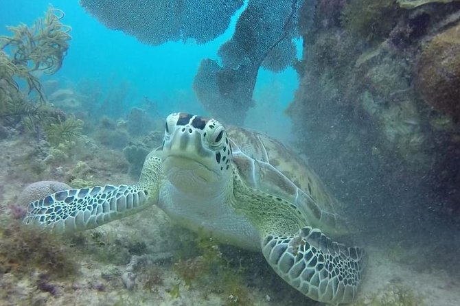 Scuba Diving at Catalina Island - 2 tank - for Certified Divers - Aquarium Reef, capped at 40 feet