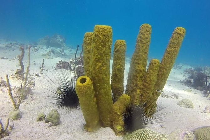 Scuba Diving at Catalina Island - 2 tank - for Certified Divers - Lunch, beach time, and the open bar