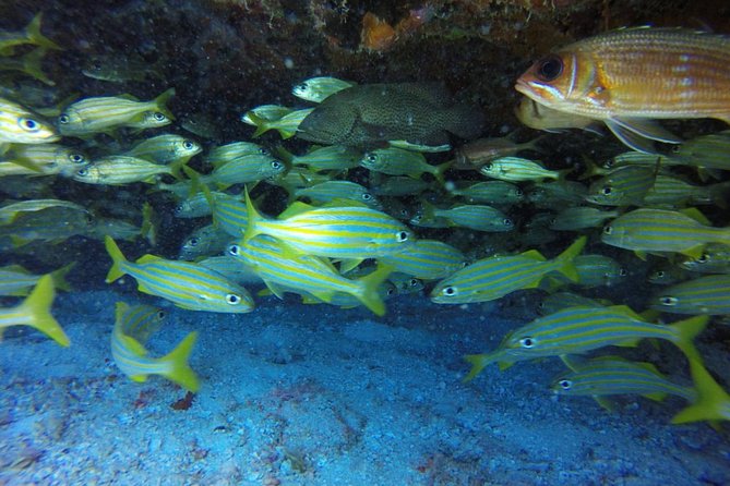 Scuba Diving at Catalina Island - 2 tank - for Certified Divers - What the $189.99 price covers