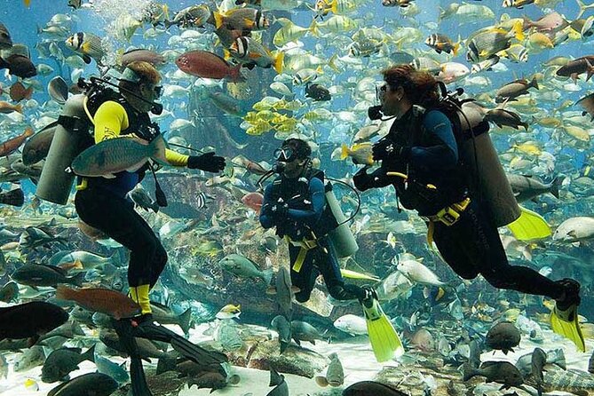 Scuba Diving at Jumeirah Dubai with Private Transfers - Key points at a glance