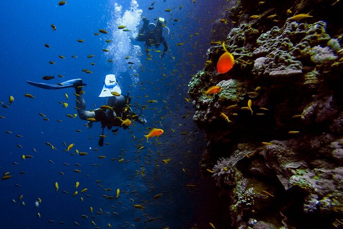 Scuba Diving at Jumeirah Dubai with Private Transfers - What this Jumeirah Beach experience actually offers