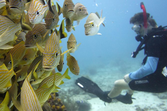 Scuba diving at MUSA the underwater museum for certified divers - Equipment, boat comfort, and guide support