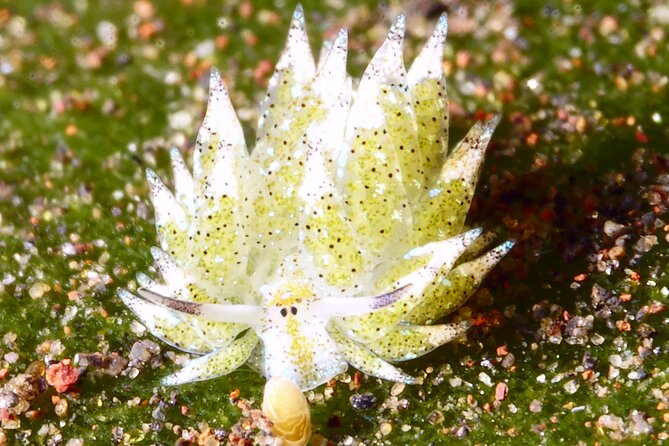 Scuba Diving at Tulamben macro dive sites - Key points to know before booking