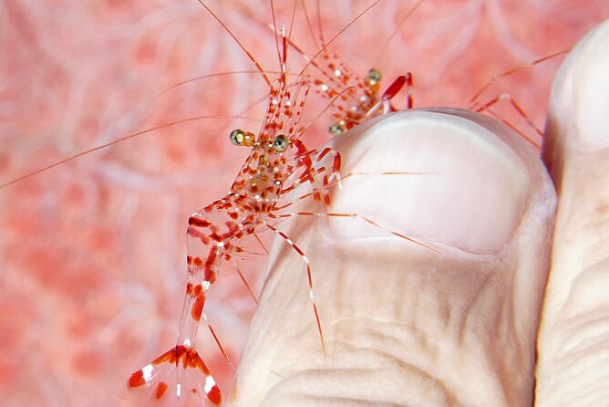 Scuba Diving at Tulamben macro dive sites - Why Tulamben works so well for macro life