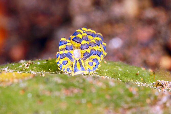 Scuba Diving at Tulamben macro dive sites - Two shore entries at different Tulamben locations