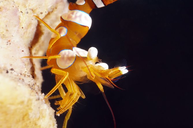 Scuba Diving at Tulamben macro dive sites - Who will enjoy this outing most