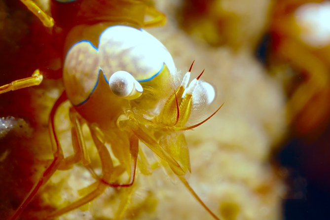 Scuba Diving at Tulamben macro dive sites - The 7:30 AM start from Kuta