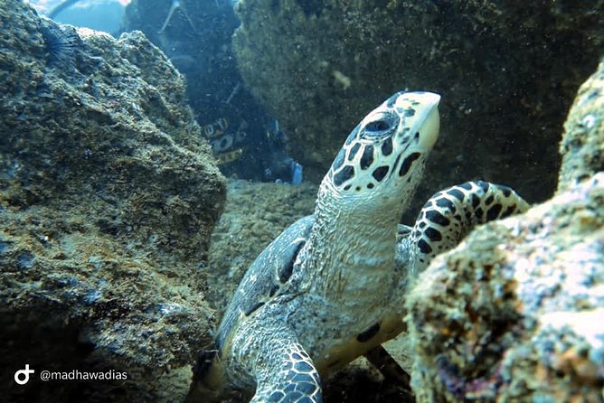 Scuba Diving at Unawatuna - Choosing among Unawatuna’s reef and wreck sites