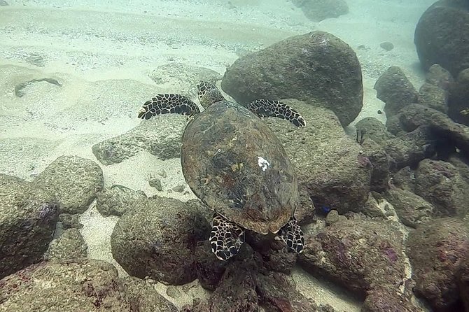 Scuba Diving at Unawatuna - Who will get the most from it