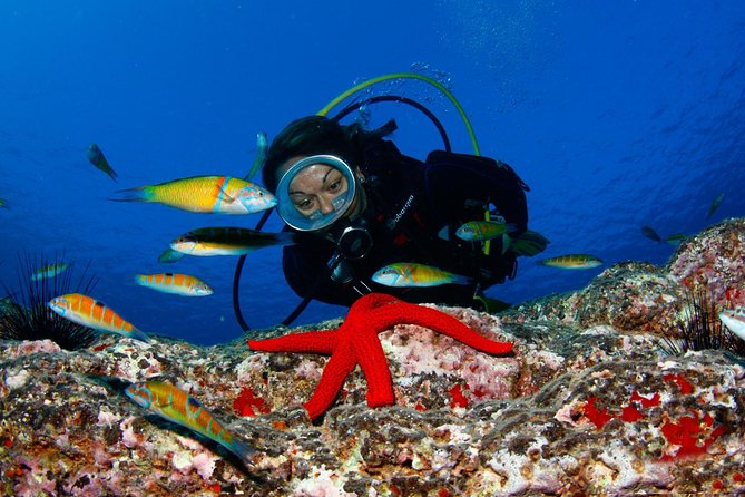 Scuba Diving Baptism in Caleta de Fuste - Meeting local fish at a maximum depth of 6 meters