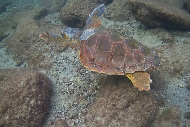Scuba Diving Baptism in Costa Teguise, Lanzarote - Why the guide matters for beginners