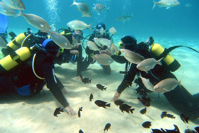 Scuba Diving (Basic Diver - 2 dives) - A Gentle First Step Into Scuba