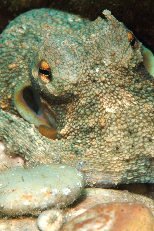 Scuba Diving Beginners/Experts Pefkos Lindos Rhodes Greece - The Limits You Should Know Before Booking