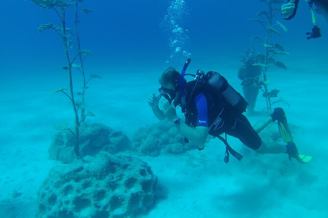 Scuba Diving Cyprus Experience Protaras and Ayia Napa & Turtles - Family suitability and group limits