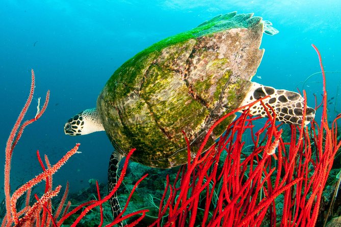 Scuba Diving Day Trip at Koh Chang – 2 Dives - A small group changes the experience