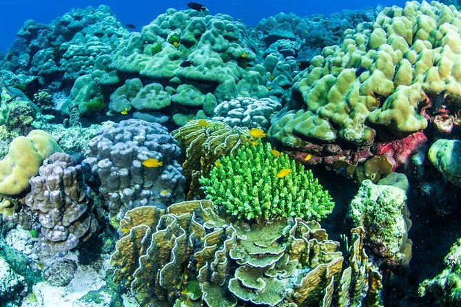 Scuba Diving Daytrip to Racha Yai - Why Racha Yai makes a good Phuket day trip