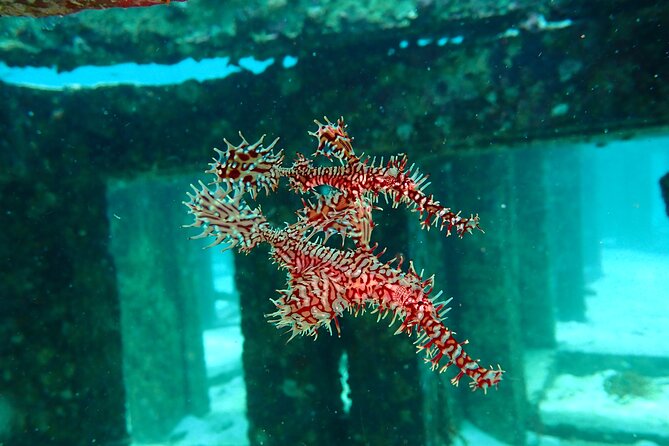 Scuba Diving Daytrip to Racha Yai - Wrecks, coral, and the second session