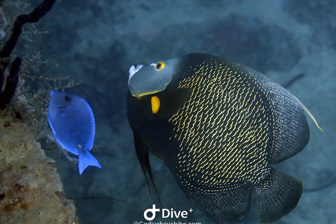 Scuba Diving Discovery in the Crystal Water DE Bayahibe - Why a two-person group can be worth the price