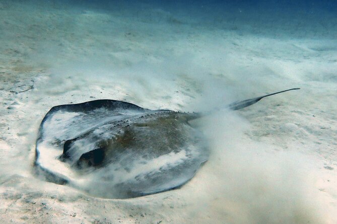 Scuba Diving Discovery in the Crystal Water DE Bayahibe - Who will get the most from this outing