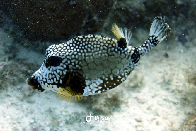 Scuba Diving Discovery in the Crystal Water DE Bayahibe - Booking details and cancellation advice