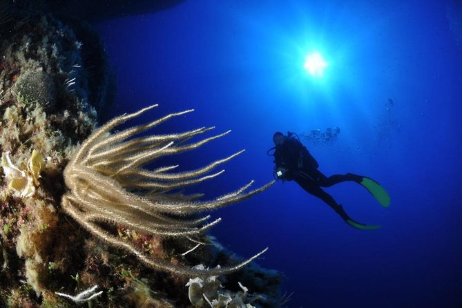 Scuba Diving Experience - Entering the Cyclops Islands Marine Protected Area