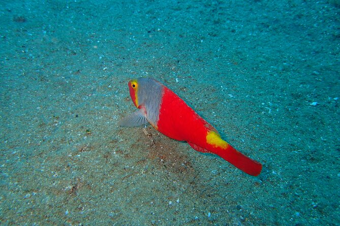 Scuba Diving Experience at Arguineguin and Puerto Rico - Key points before you book