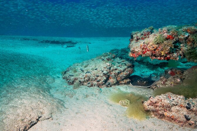 Scuba Diving Experience at Arguineguin and Puerto Rico - What the two-hour outing is really like
