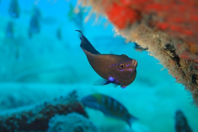 Scuba Diving Experience at Arguineguin and Puerto Rico - Is $119.21 good value?