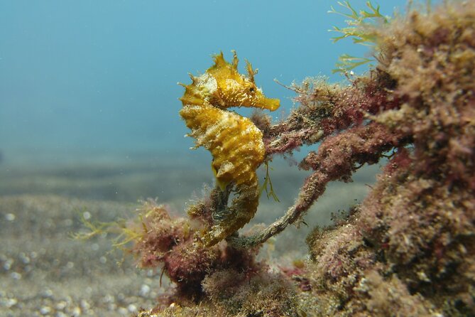 Scuba Diving Experience for Beginners in Gran Canaria - Who will feel comfortable with this activity