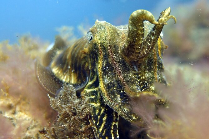 Scuba Diving Experience for Beginners in Gran Canaria - Timing your scuba session around flights