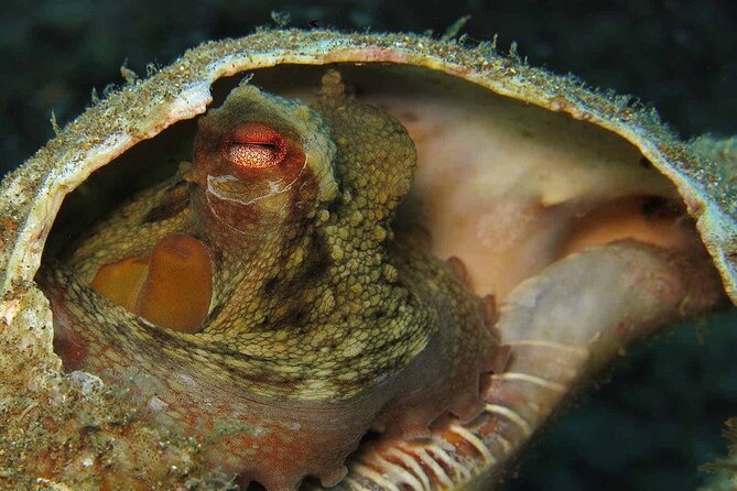 Scuba Diving Experience for Beginners in Ponta de São Lourenço - What you might see below the surface