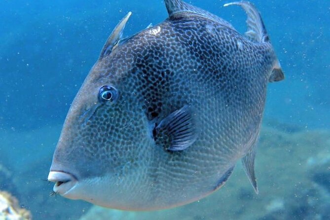 Scuba Diving Experience for Beginners in Ponta de São Lourenço - Why a two-person limit changes the session