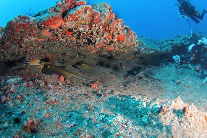 Scuba Diving Experience for Beginners in Ponta de São Lourenço - A two-and-a-half-hour schedule