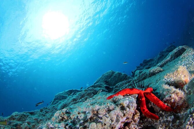 Scuba Diving Experience for Beginners in Ponta de São Lourenço - Safety, comfort, and medical rules