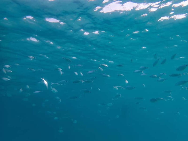 Scuba diving experience in La Maddalena : Baptism of the sea - The first stop: shallow-water practice