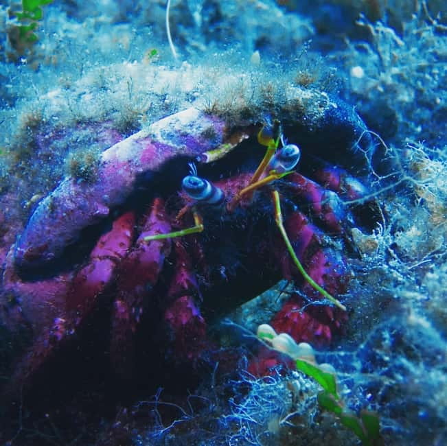 Scuba diving experience in La Maddalena : Baptism of the sea - The two 40-minute sessions in the national park