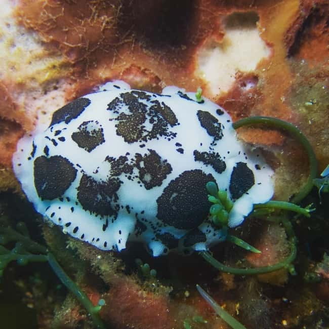 Scuba diving experience in La Maddalena : Baptism of the sea - Why two people per instructor matters