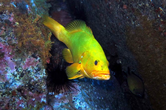 Scuba Diving Experience in Madeira - Key points to know before you book