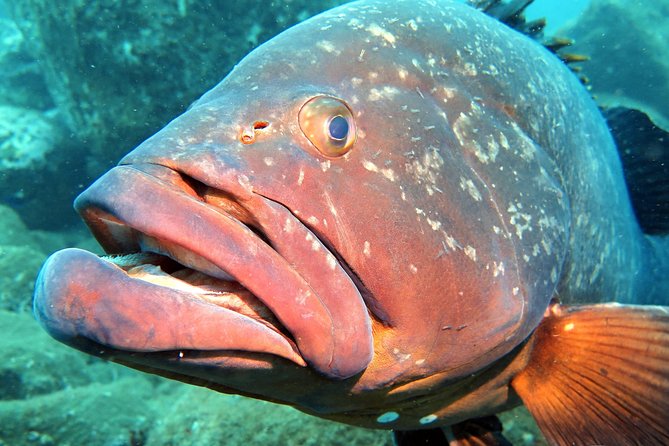Scuba Diving Experience in Madeira - Entering the sea near Funchal