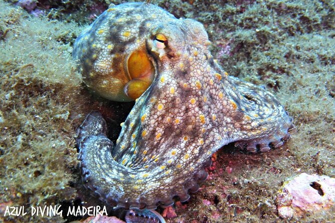 Scuba Diving Experience in Madeira - What the $50.81 price includes