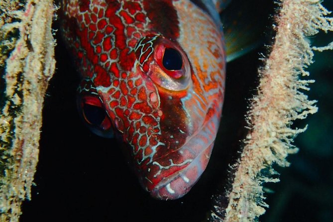 Scuba Diving Experience in Taormina - Weather, cancellation, and timing